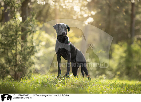 Labrador-Mischling / Labrador-Mongrel / JEB-03023