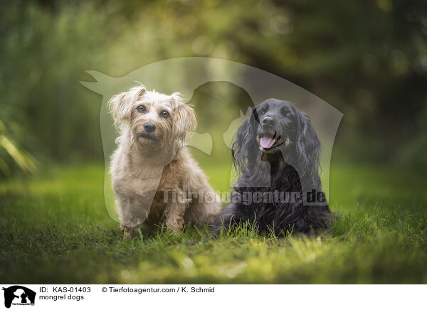 Mischlinge / mongrel dogs / KAS-01403