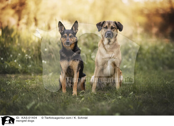 Mischlinge / mongrel dogs / KAS-01404