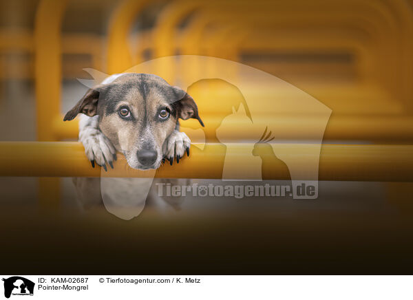 Pointer-Mischling / Pointer-Mongrel / KAM-02687