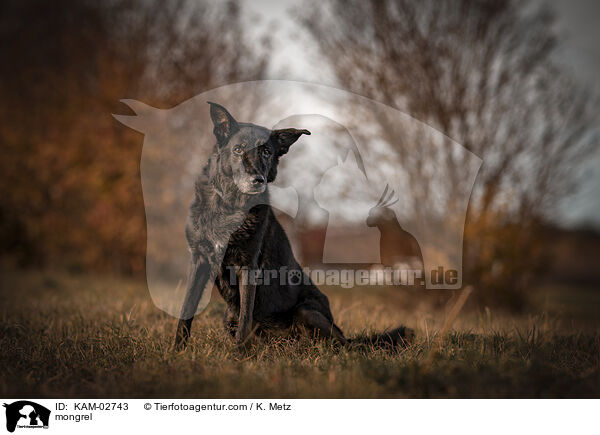 Mischling / mongrel / KAM-02743