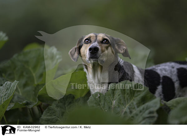 Pointer-Mischling / Pointer-Mongrel / KAM-02962