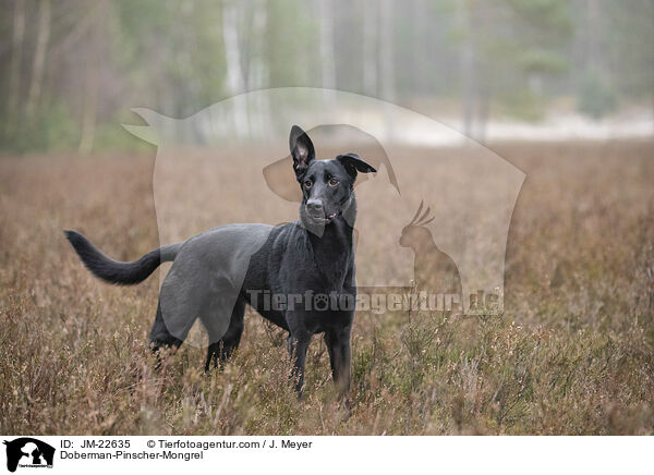 Dobermann-Mischling / Doberman-Pinscher-Mongrel / JM-22635