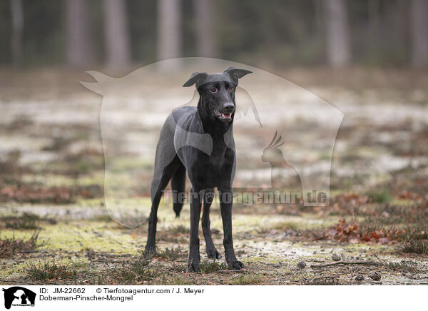 Dobermann-Mischling / Doberman-Pinscher-Mongrel / JM-22662