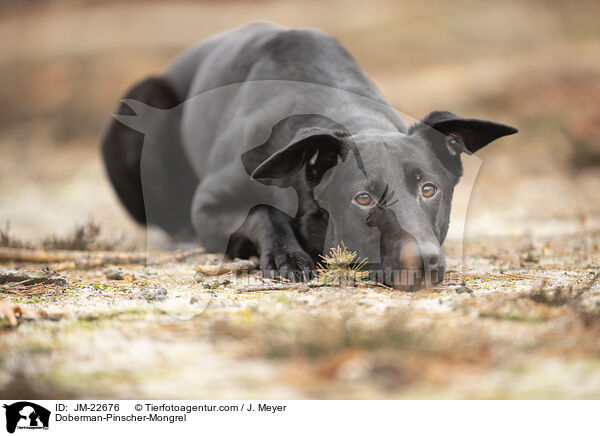 Dobermann-Mischling / Doberman-Pinscher-Mongrel / JM-22676
