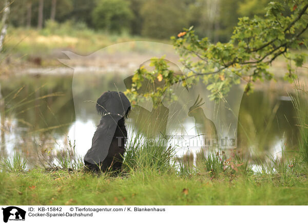 Cocker-Spaniel-Dackel / Cocker-Spaniel-Dachshund / KB-15842