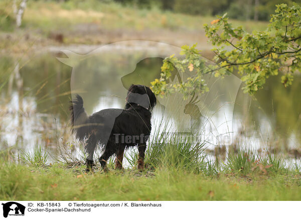 Cocker-Spaniel-Dackel / Cocker-Spaniel-Dachshund / KB-15843