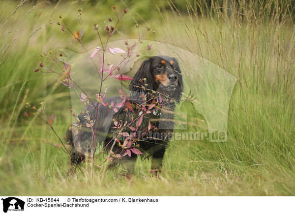 Cocker-Spaniel-Dackel / Cocker-Spaniel-Dachshund / KB-15844