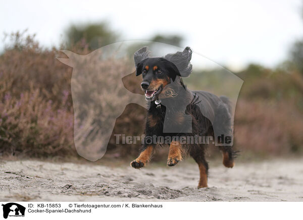 Cocker-Spaniel-Dackel / Cocker-Spaniel-Dachshund / KB-15853