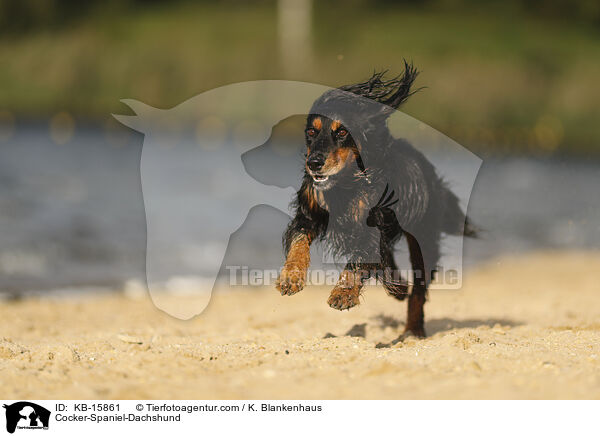 Cocker-Spaniel-Dackel / Cocker-Spaniel-Dachshund / KB-15861