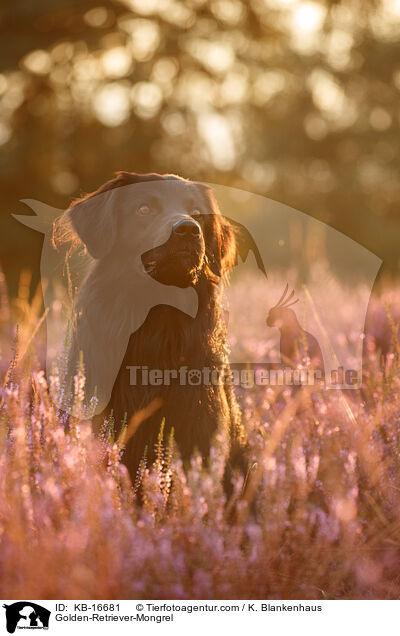Golden-Retriever-Mischling / Golden-Retriever-Mongrel / KB-16681