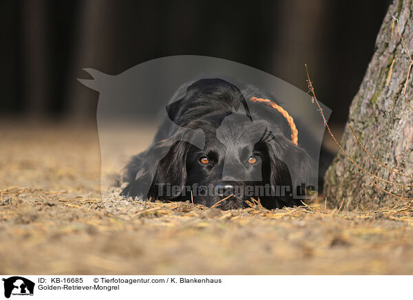 Golden-Retriever-Mischling / Golden-Retriever-Mongrel / KB-16685
