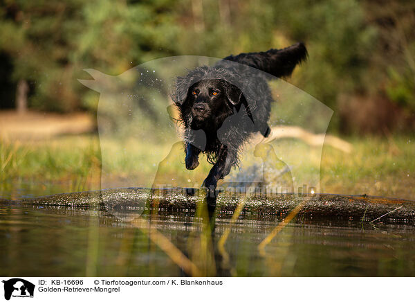 Golden-Retriever-Mischling / Golden-Retriever-Mongrel / KB-16696