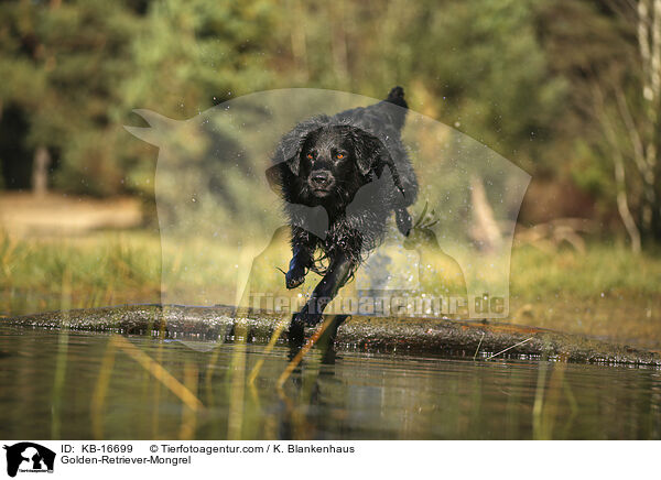 Golden-Retriever-Mischling / Golden-Retriever-Mongrel / KB-16699