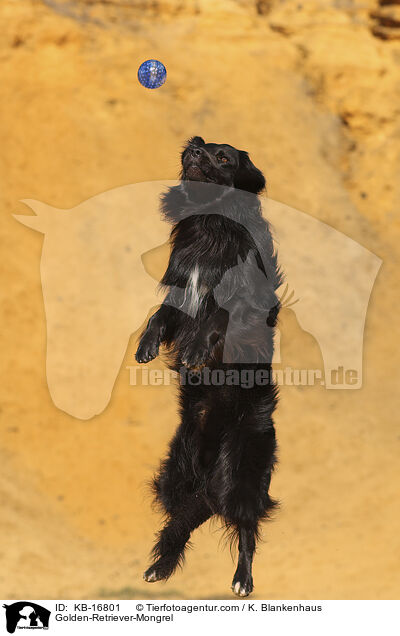 Golden-Retriever-Mischling / Golden-Retriever-Mongrel / KB-16801