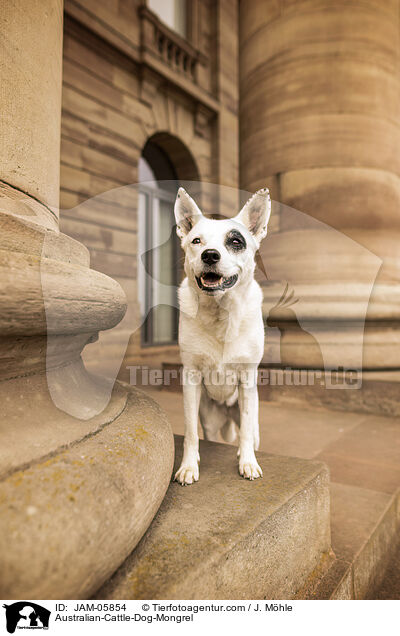 Australian-Cattle-Dog-Mix / Australian-Cattle-Dog-Mongrel / JAM-05854