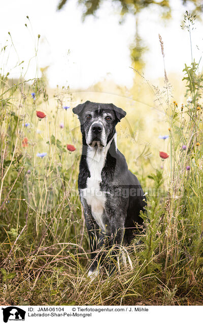 Labrador-Shar-Pei-Mix / Labrador-Shar-Pei-Mongrel / JAM-06104
