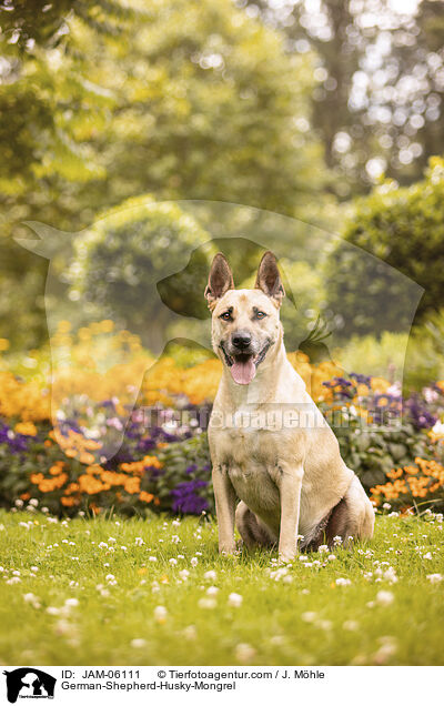 Schferhund-Husky-Mix / German-Shepherd-Husky-Mongrel / JAM-06111