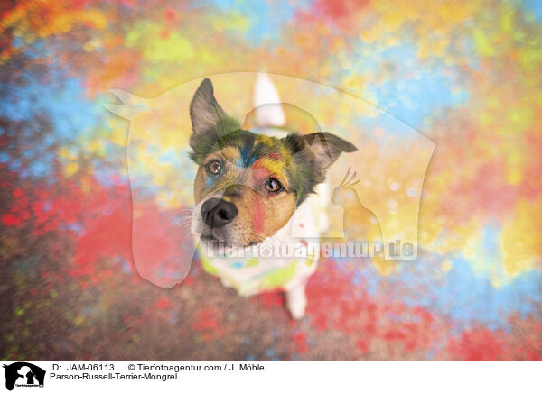 Parson-Russell-Terrier-Mix / Parson-Russell-Terrier-Mongrel / JAM-06113