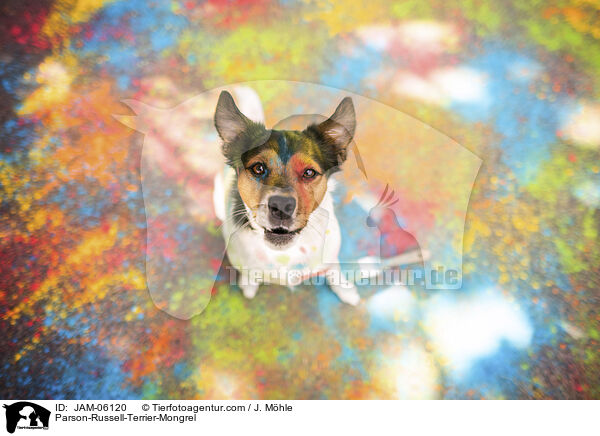 Parson-Russell-Terrier-Mix / Parson-Russell-Terrier-Mongrel / JAM-06120