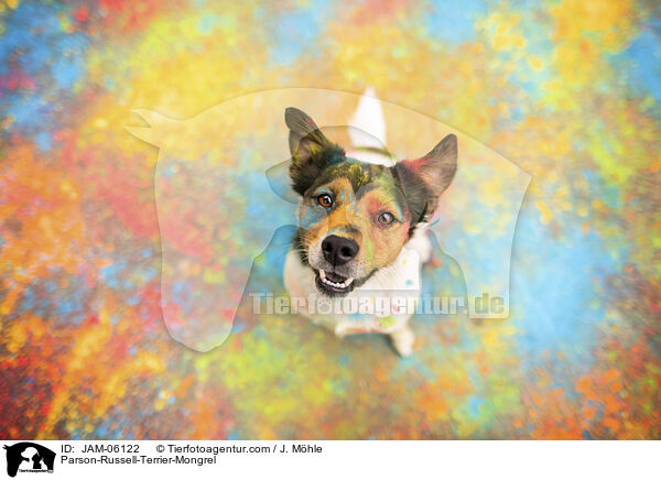 Parson-Russell-Terrier-Mix / Parson-Russell-Terrier-Mongrel / JAM-06122