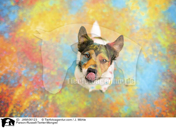 Parson-Russell-Terrier-Mix / Parson-Russell-Terrier-Mongrel / JAM-06123