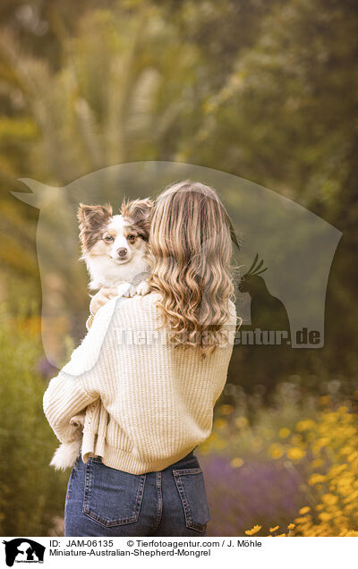 Miniature-Australian-Shepherd-Mix / Miniature-Australian-Shepherd-Mongrel / JAM-06135