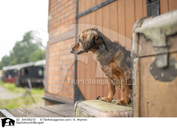 Dackel-Mischling / Dachshund-Mongrel / AH-08210