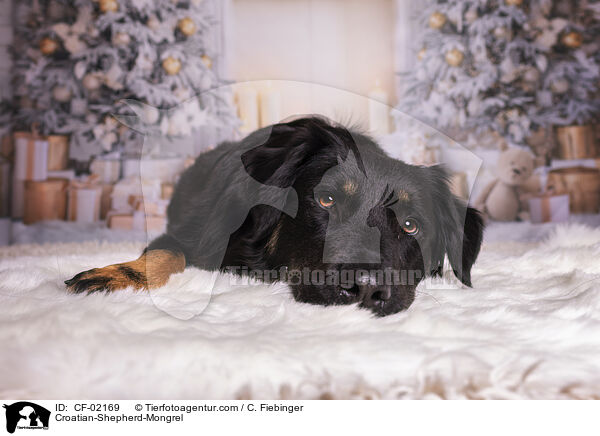 Kroatischer-Schferhund-Mix / Croatian-Shepherd-Mongrel / CF-02169