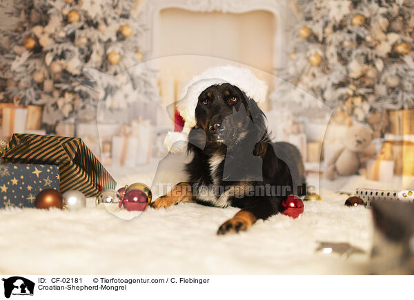 Kroatischer-Schferhund-Mix / Croatian-Shepherd-Mongrel / CF-02181
