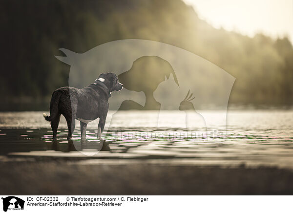 American-Staffordshire-Labrador-Retriever / American-Staffordshire-Labrador-Retriever / CF-02332