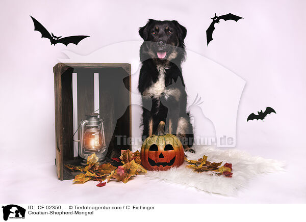 Croatian-Shepherd-Mongrel / CF-02350