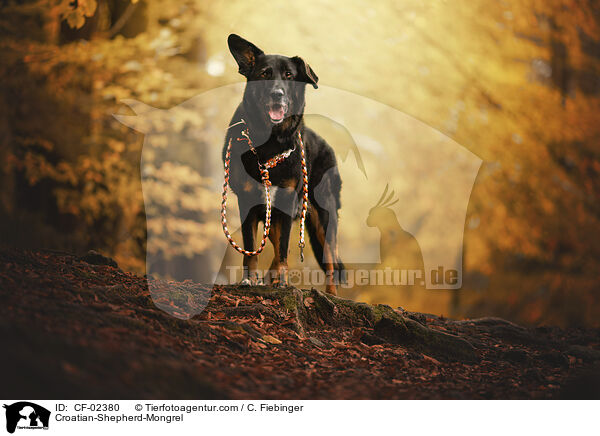 Kroatischer-Schferhund-Mix / Croatian-Shepherd-Mongrel / CF-02380