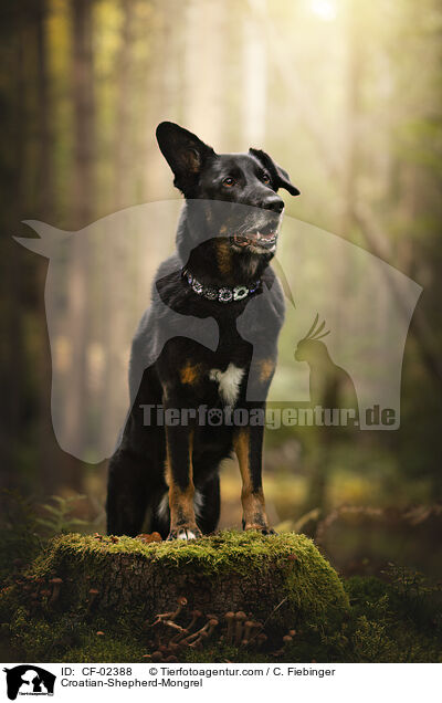 Kroatischer-Schferhund-Mix / Croatian-Shepherd-Mongrel / CF-02388