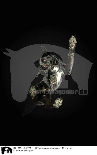 Labrador-Mischling / Labrador-Mongrel / MAH-04521