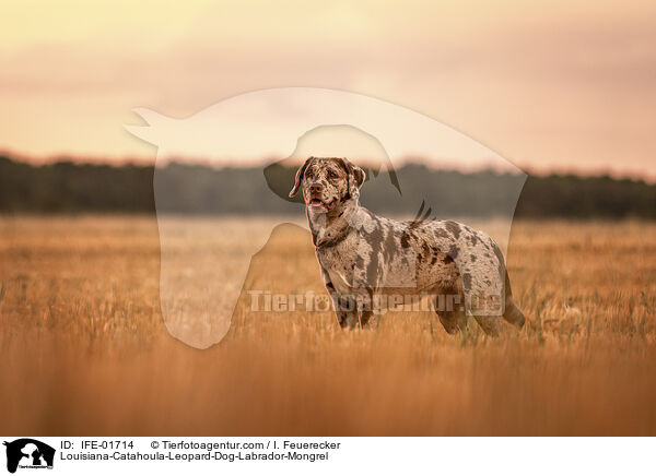 Louisiana-Catahoula-Leopard-Dog-Labrador-Mischling / Louisiana-Catahoula-Leopard-Dog-Labrador-Mongrel / IFE-01714