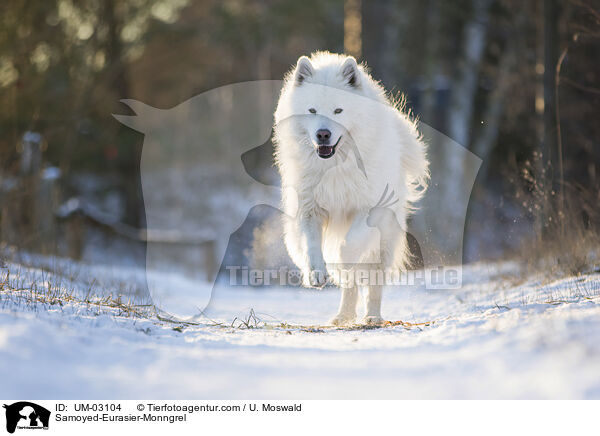 Samojede-Eurasier-Mix / Samoyed-Eurasier-Monngrel / UM-03104