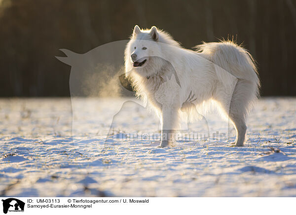 Samojede-Eurasier-Mix / Samoyed-Eurasier-Monngrel / UM-03113