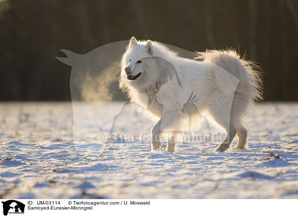 Samojede-Eurasier-Mix / Samoyed-Eurasier-Monngrel / UM-03114