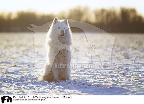 Samojede-Eurasier-Mix / Samoyed-Eurasier-Monngrel / UM-03116