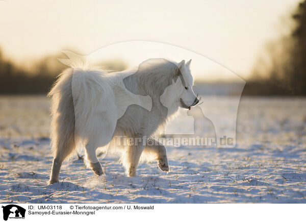 Samojede-Eurasier-Mix / Samoyed-Eurasier-Monngrel / UM-03118