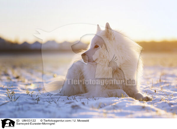 Samojede-Eurasier-Mix / Samoyed-Eurasier-Monngrel / UM-03122