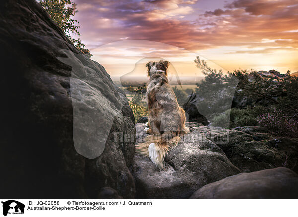 Australian-Shepherd-Border-Collie / Australian-Shepherd-Border-Collie / JQ-02058
