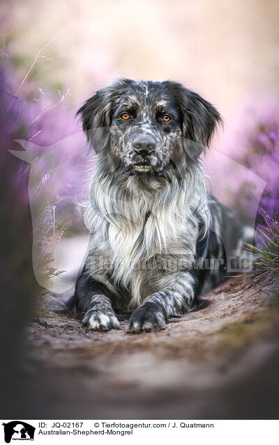 Australian-Shepherd-Mischling / Australian-Shepherd-Mongrel / JQ-02167