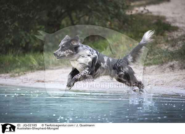 Australian-Shepherd-Mischling / Australian-Shepherd-Mongrel / JQ-02185