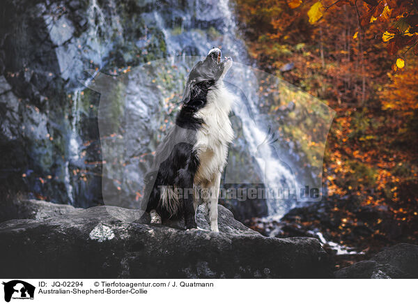 Australian-Shepherd-Border-Collie / Australian-Shepherd-Border-Collie / JQ-02294