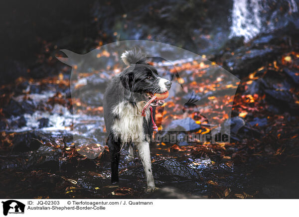 Australian-Shepherd-Border-Collie / Australian-Shepherd-Border-Collie / JQ-02303