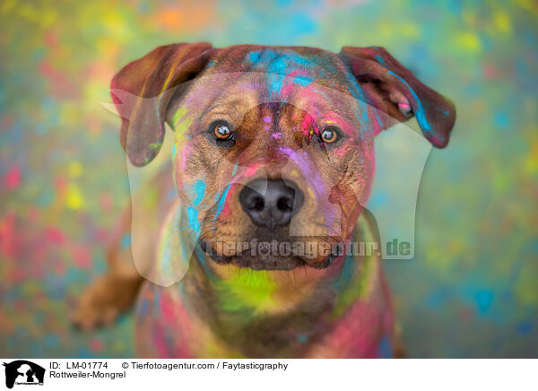 Rottweiler-Mischling / Rottweiler-Mongrel / LM-01774