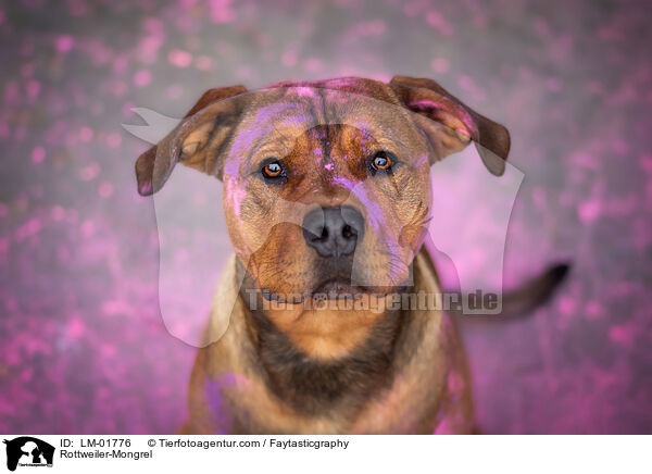 Rottweiler-Mischling / Rottweiler-Mongrel / LM-01776