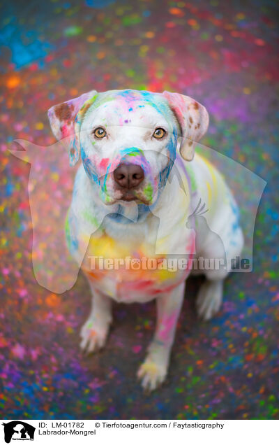Labrador-Mischling / Labrador-Mongrel / LM-01782
